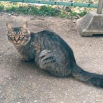 猫（灰色のトラ猫、尻尾は少し太い、メス、首輪無し、成猫）を保護