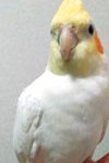 オカメインコ（ルチノー、頭が黄色、体が白、オス）がいなくなりました