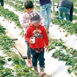 いちご狩りの季節だよ 貴志川 小日向浩さんに聞く