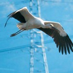 飛来増えるコウノトリ