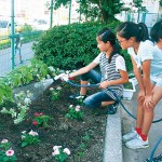 咲き広がる絆のひまわり　東北被災児童 思い留める花　学校、地域、国体開会式にも