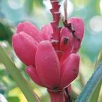 えっ、ピンクのバナナ!? 緑花センター温室