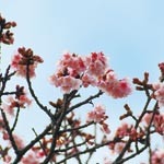 暖冬に植物がとまどい？　桜や梅に花、落葉樹に緑の葉…
