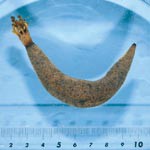 すさみで発見 新種のナマコ　自然博物館で展示中