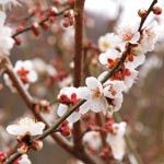 梅の花の季節です　２月中旬以降に見ごろ
