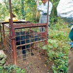 わな免許取得者が増加　農作物被害増受け