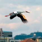 和歌山コウちゃん知って コウノトリ初写真展