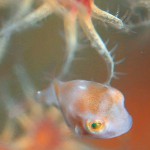 小さな命が見え隠れ