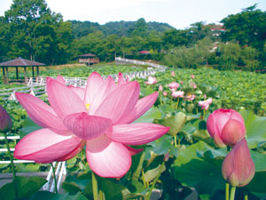 水面にハスの花キラリ 緑花センターで早朝開園 ニュース和歌山