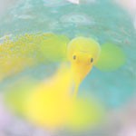 アイドルに恋の季節