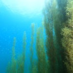 海の四季 彩る海藻