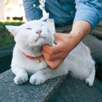 我が輩は猫館長？    人気上昇中 ネットで市博ＰＲ
