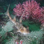 大小様々なネコザメ