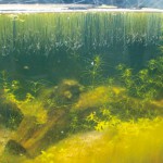 田んぼの泥 放っておくと？　自然博物館に〝育つ〟水槽