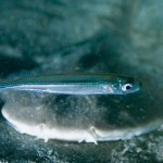 夜の海中でお祭り!?