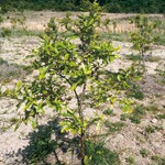 関空土採り跡再生にクヌギ　和歌山市が植樹体験会