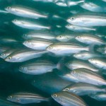 酉年と言えば〝鶏魚〟