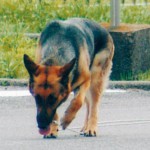 増えるか？ 不明者捜索する警察犬