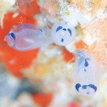 海中にも人気のパンダ