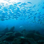 迫力ある鯵の大群