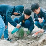 白砂青松の加太 復活へ植樹