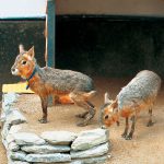 新入生はシカとマーラ!?　お城の動物園