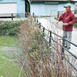 5月1日は鯉の日 守り続ける海南・峠地区