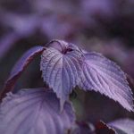 高野に伝わる赤紫蘇 特産に