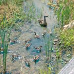 カルガモ母さん 打手川で13羽子育て中