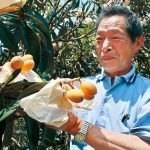 びわの季節到来 片山農園で収穫体験