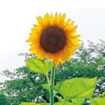 命のメッセージ ひまわり力強く