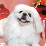 読者と犬とのワンだふるストーリー