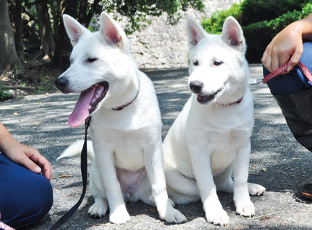 きいちゃんのモデル、紀州犬