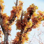 げんきの森のコナラ〜なぜ？ 幹から多くの葉