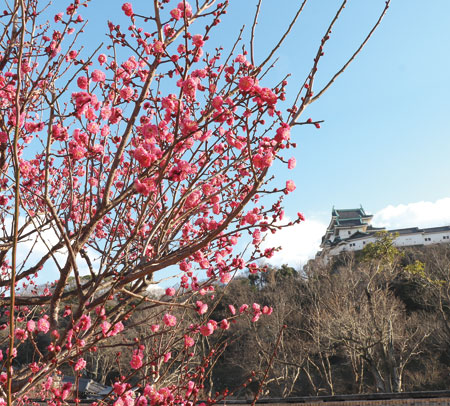１月に春が来た 梅 桜に早くも花 ニュース和歌山
