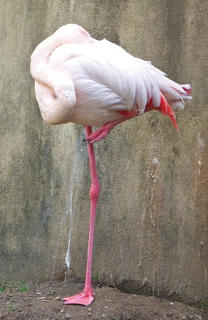 鳥の体重 どのくらい？