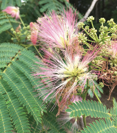 万葉植物散策 ネムノキ ニュース和歌山