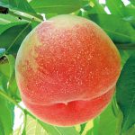 桃山に桃農家 なぜ多い？