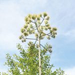 半世紀に一度の花咲く〜紀の川市の県農業試験場