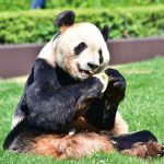 なぜパンダが和歌山に来たの？