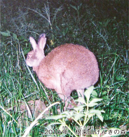 ノウサギとカイウサギ 違いは？