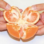 みかんはなぜ４つに割って食べる？