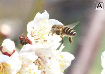 日本ミツバチ 知ってる？