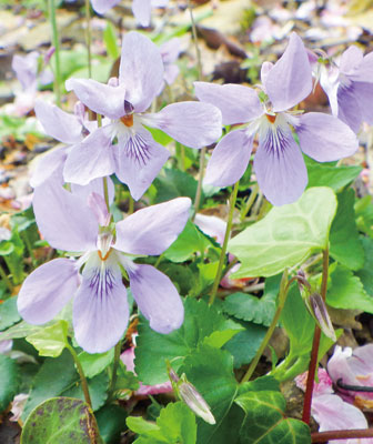 万葉植物散策 スミレ ニュース和歌山