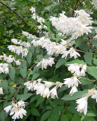 万葉植物散策 ウツギ ニュース和歌山