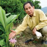 春ウコンの花 ピンク? 黄色?