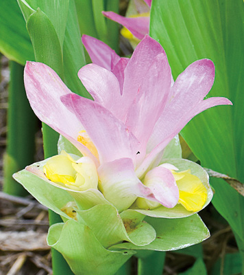 春ウコンの花 ピンク 黄色 ニュース和歌山