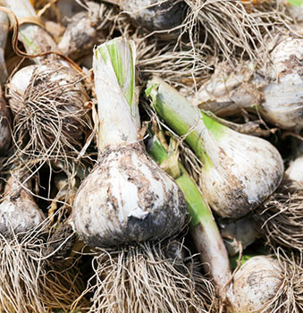 にんにく祭り&マルシェ