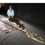 和歌山市内で恐竜の化石は？