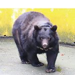 ベニーちゃん感謝祭 〜 はく製お披露目